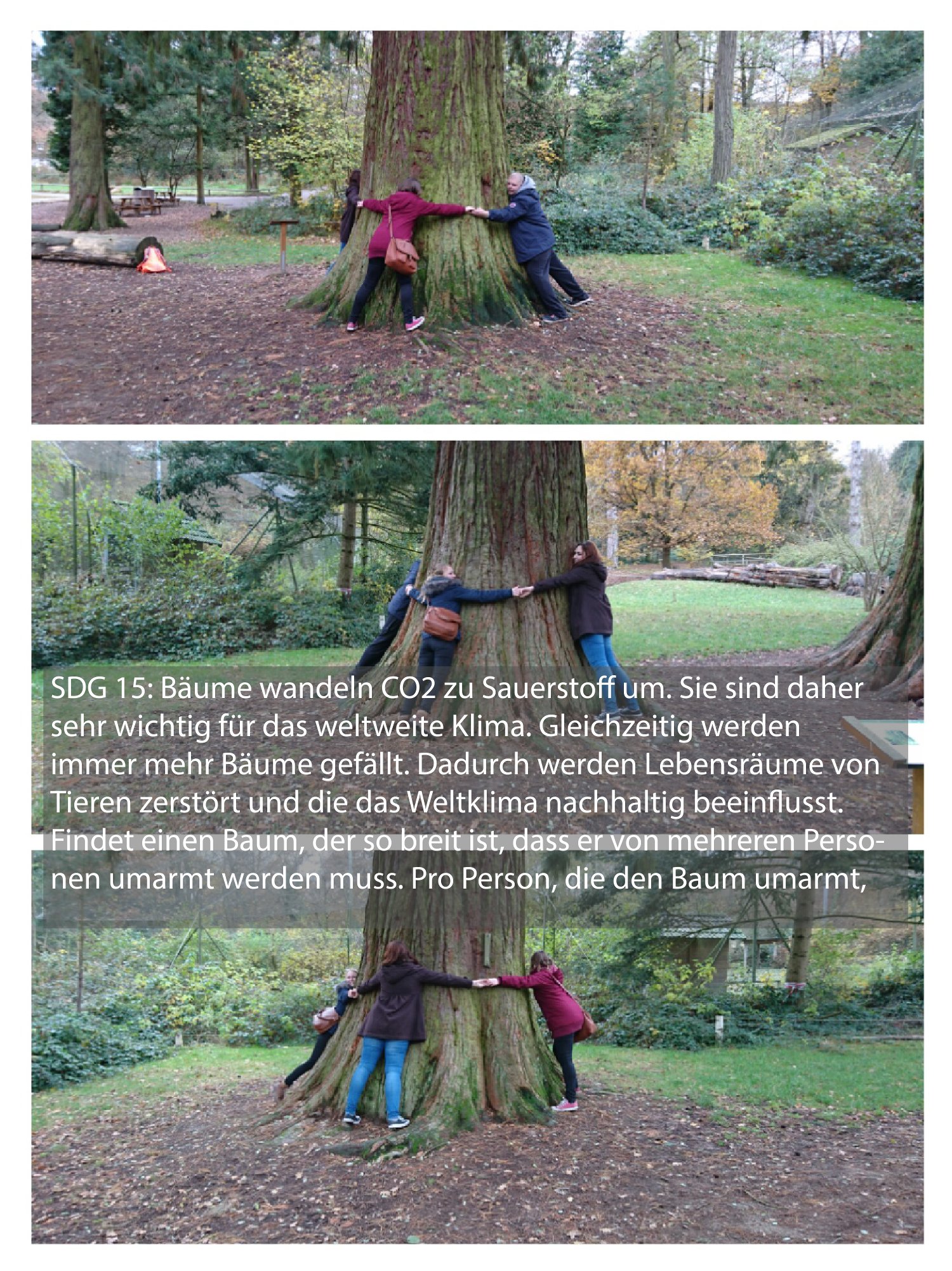 Baum