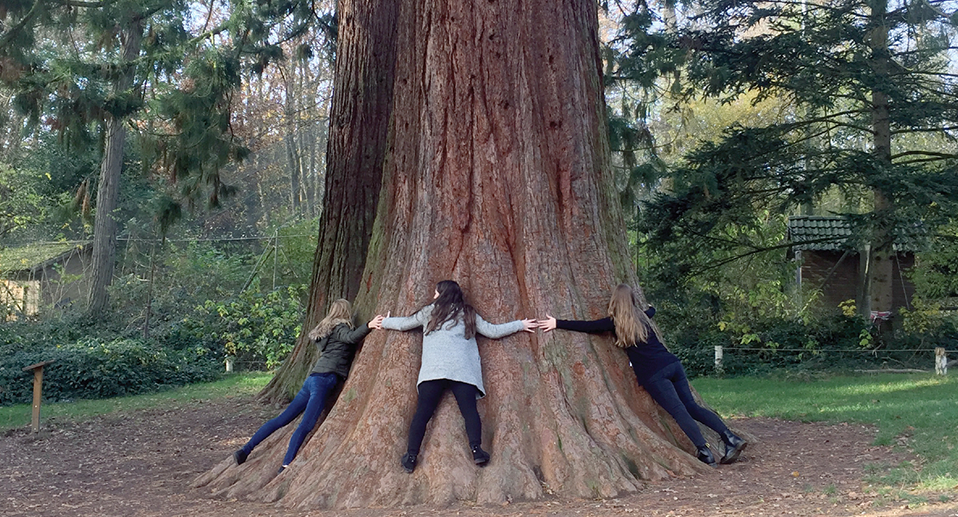 Ein Team umarmt einen Mammutbaumstamm mit weit ausgestreckten Armen
