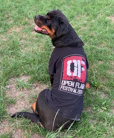 Ein junger Rotweiler sitzt im Gras und trägt ein Open Flair Festival-T-shirt